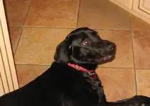 dog.webp