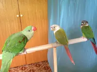 nimbus.guapo.misha1.webp