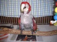 56 Days Old 03-23-12.webp