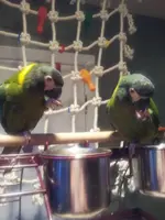 Liberty and Faith.webp