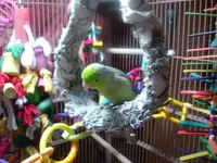 beemer's swing 005.webp
