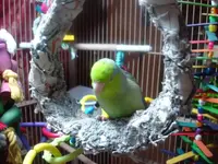 beemer's swing 006.webp