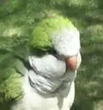 Quaker_parrot_Love.webp
