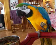 003.webp