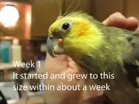 week1.webp