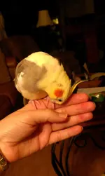 Kylie wanting scratches.webp