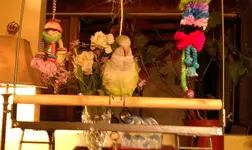 Kiwi on the gym.webp