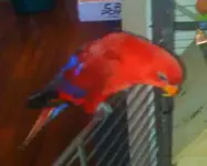bird.webp