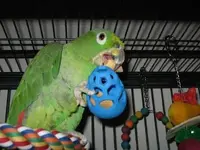 Pepsi with the Boing Toy.webp