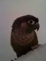 Monty 2.webp