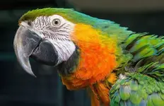 image.webp image.webp