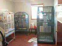 birdroom.webp