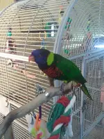 cricket.webp
