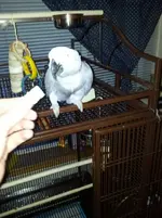 Kawie 1.webp