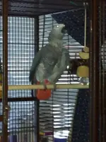 Kawie 3.webp