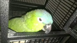 Cage.webp