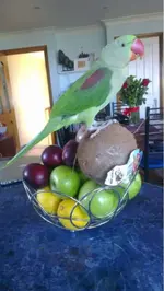 ImageUploadedByTapatalk1361183670.357170.webp