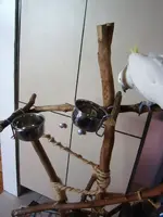 bird stand.webp
