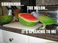 melonpionus.webp