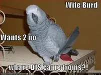 wifebird.webp