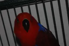 336.webp
