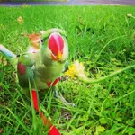 ImageUploadedByTapatalk1361510959.554901.webp