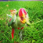 ImageUploadedByTapatalk1361510996.747219.webp
