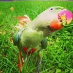 ImageUploadedByTapatalk1361511057.921218.webp