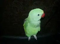 20130221_170638.webp
