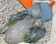 Ozzy 024_crop.webp