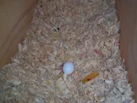 2ndegg4 27.webp