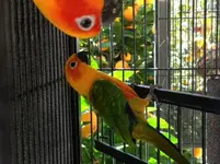 conure3.webp