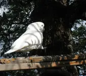 Amigo walking plank.webp