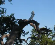 Amigo calling from tree.webp