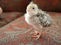 Birds 003.webp