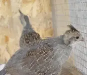 quail.webp