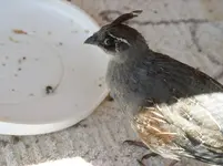 birdies 003.webp