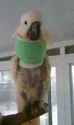 1050306190901_ORIG.webp