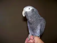 bird (1).webp
