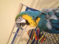 ImageUploadedByTapatalk HD1363734164.099970.webp