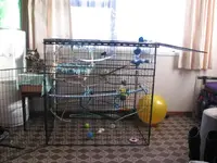 bird pics 004.webp