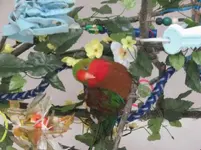 bird pics 011.webp