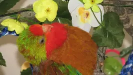 bird pics 012.webp