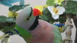 bird pics 016.webp
