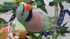 bird pics 015.webp