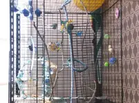 bird pics 005.webp