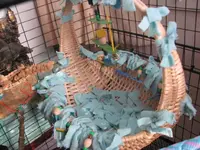 bird pics 007.webp