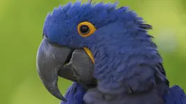 Blue Parrot.webp