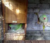AP and boxnest and cage 1.webp