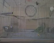 PePes Cage.webp